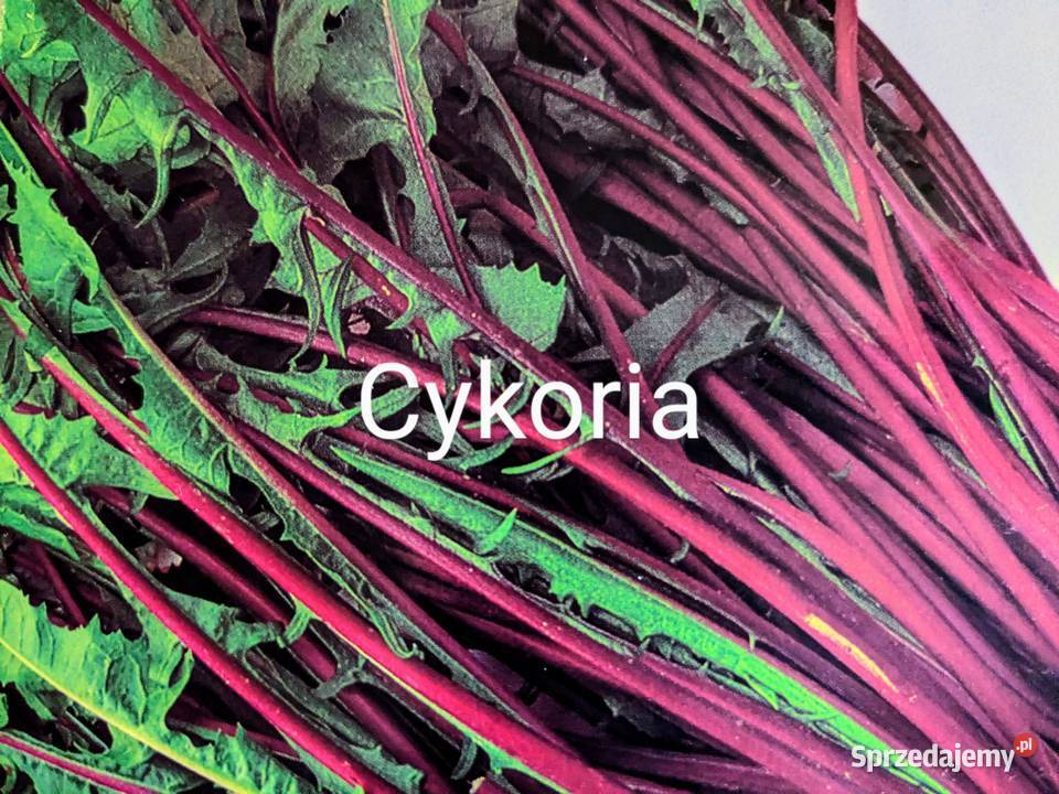 Cykoria pikantna nasiona Kraków