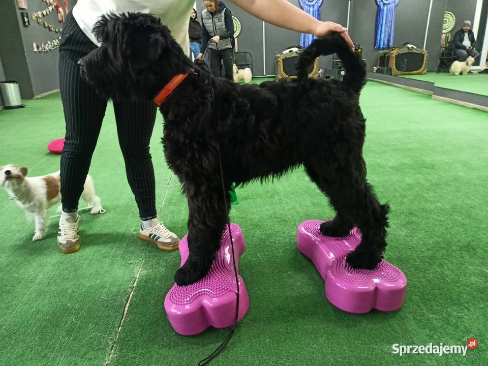 Czarny Terier Rosyjski Zwierzęta Krzeszyce