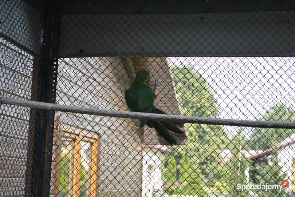 Papugi szkarłatki królewskie Rzeszów