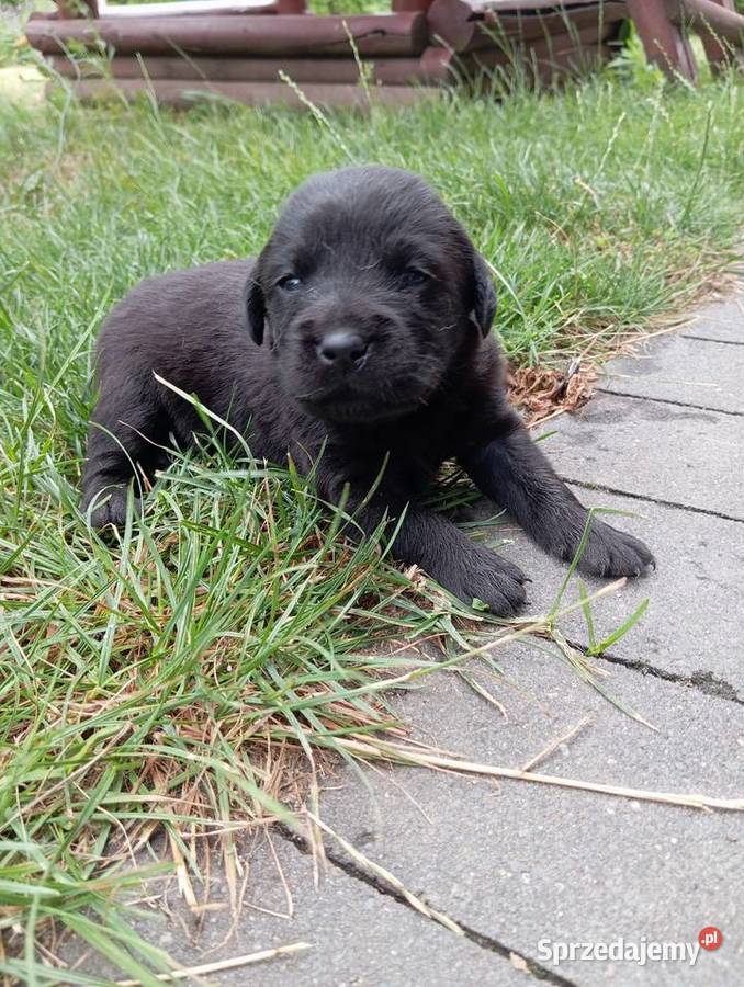 Labrador retriever szczeniak z rodowodem Popowo Stare