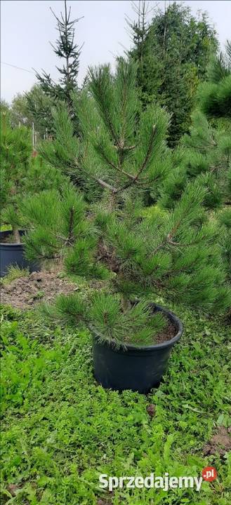 Sosna Czarna 150250 w donicykopana z gruntu