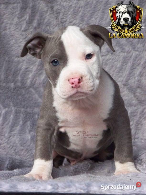 American Staffordshire Terrier Amstaff Paczków