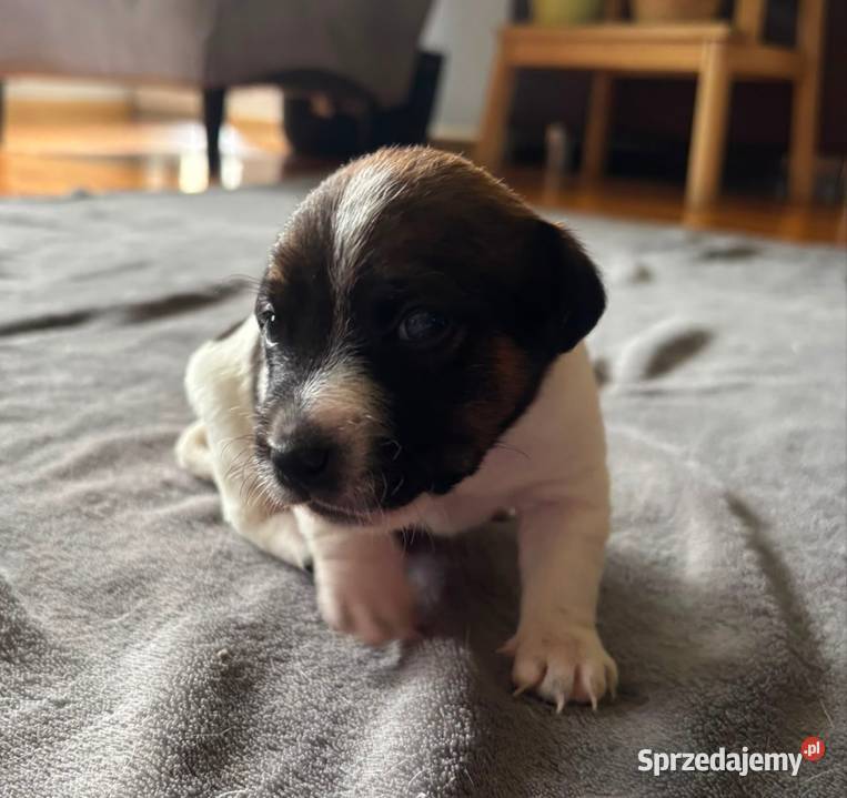 Piesek Jack Russell Terrier Drawno