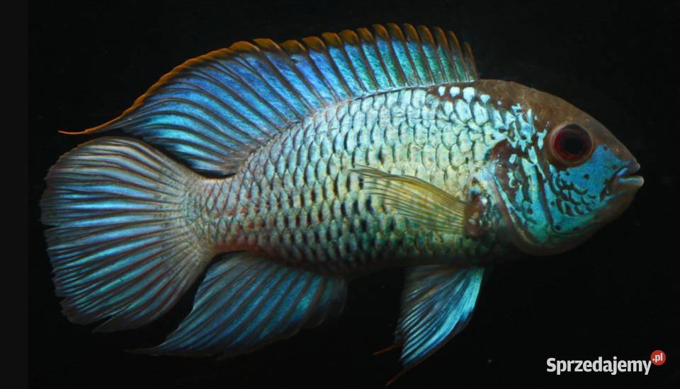 Akara ELECTRIC BLUE Acara SPRAWDZ NASZE Zwierzęta pomorskie Gdańsk