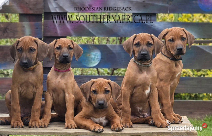 Szczenięta rhodesian ridgeback rodowodowe ZKwP Rzeszów
