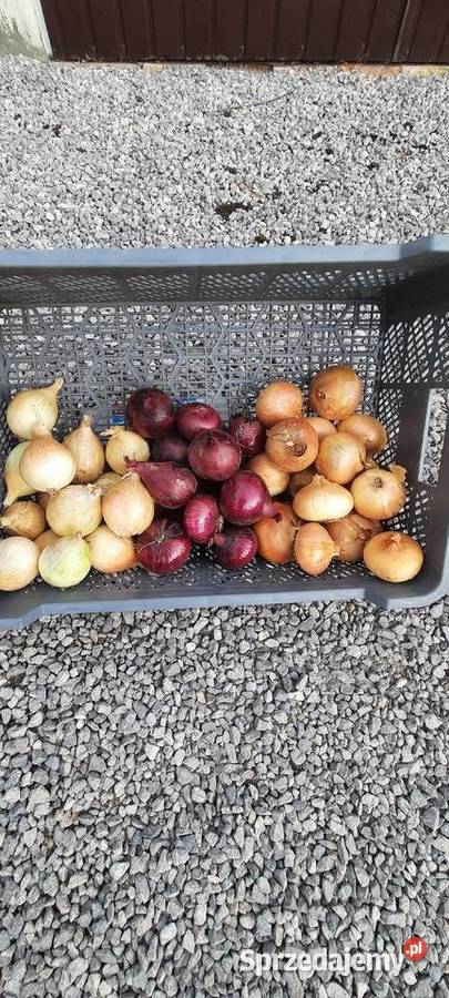Cebula 2 Rośliny okopowe Wiszniów