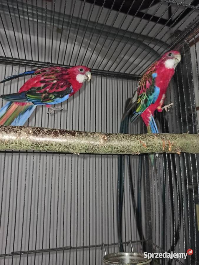 Papugi Ptaki