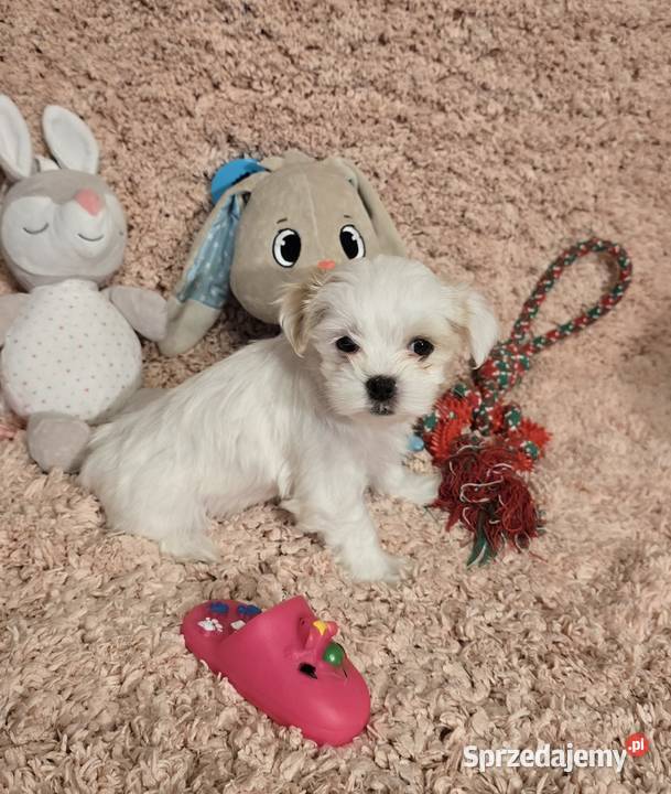 Morkie York Maltańczyk Suczki i Pieski Siewierz