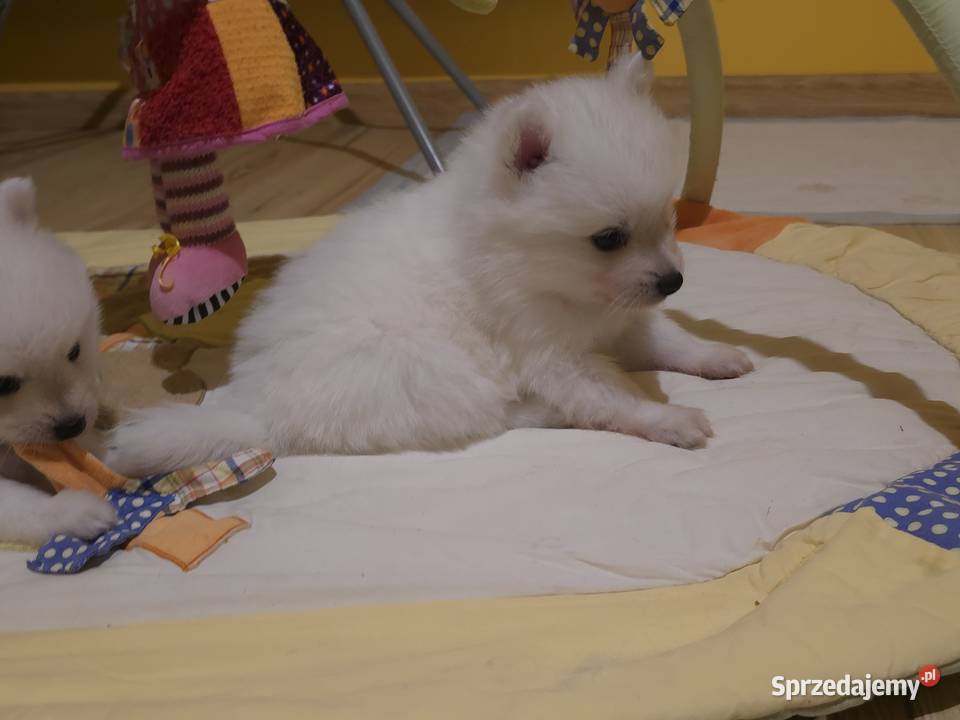 Szpic japoński Pozostałe Maszewo sprzedam