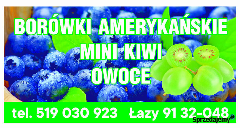 Borówki amerykańskie świeże owoce 1 Łazy
