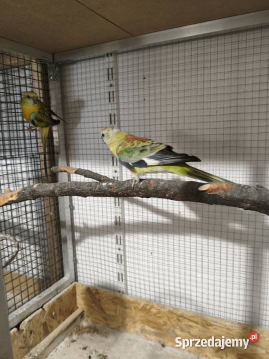 Papugi Świergot para podkarpackie Krasne sprzedam