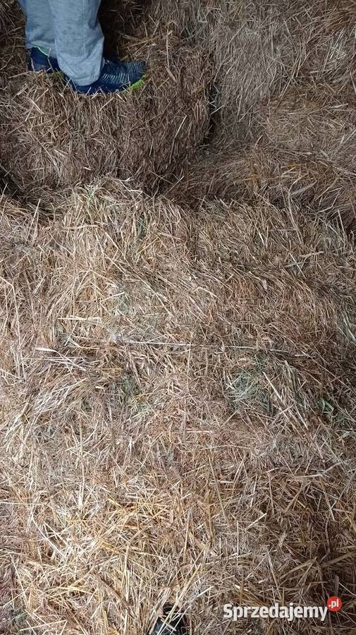 Słoma w kostkach Szarwark sprzedam