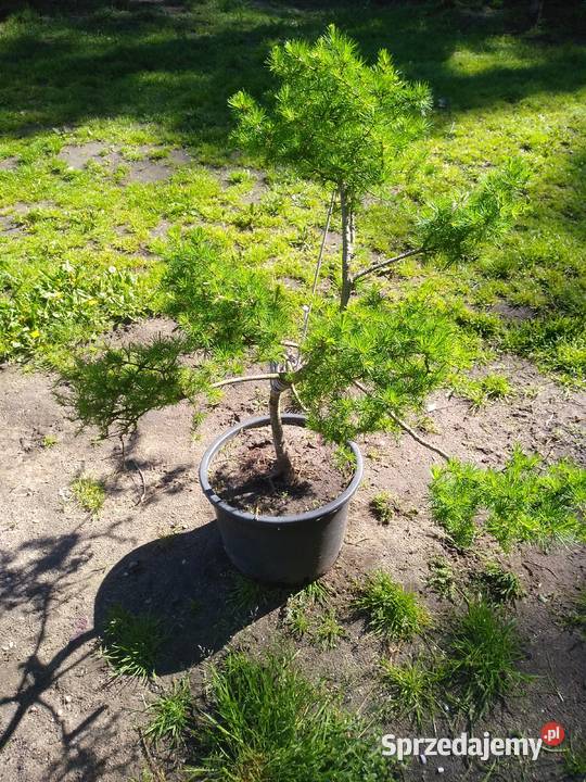 modrzew formowany kujawsko-pomorskie sprzedam