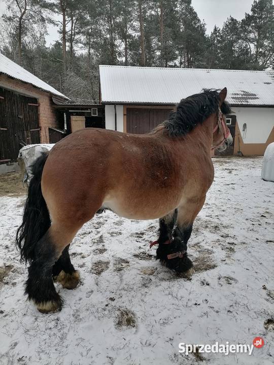 Ogier zimnokrwisty Chorzele sprzedam