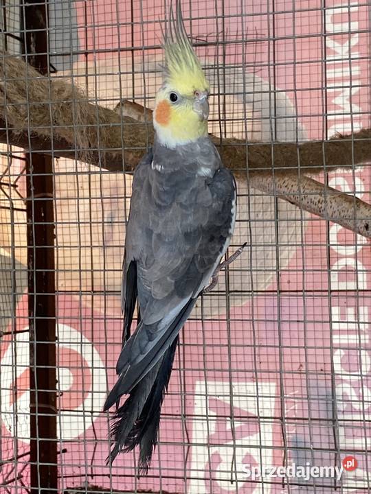 Nimfa samiec Damasławek sprzedam