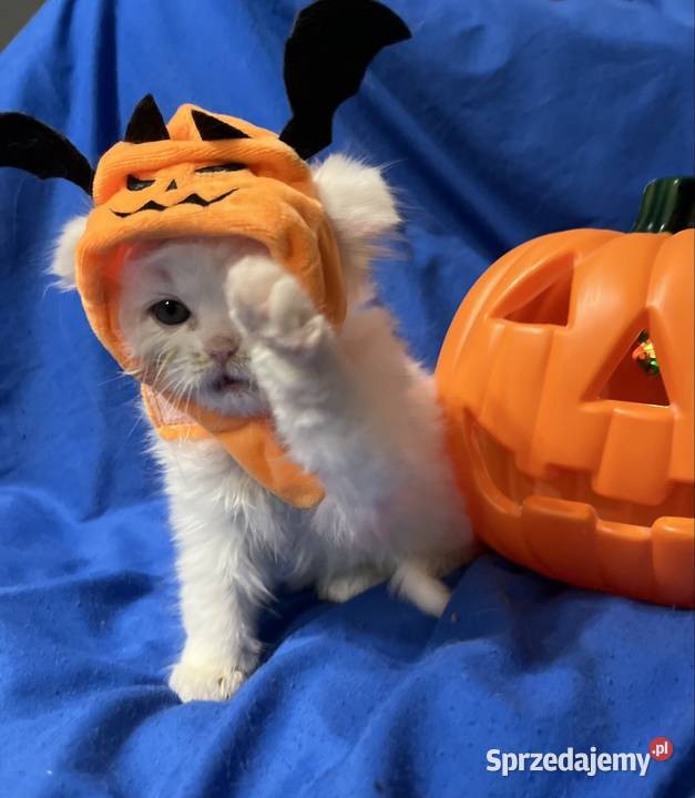 Michel i Edmund kocurki perskie Perski Piorunówek sprzedam