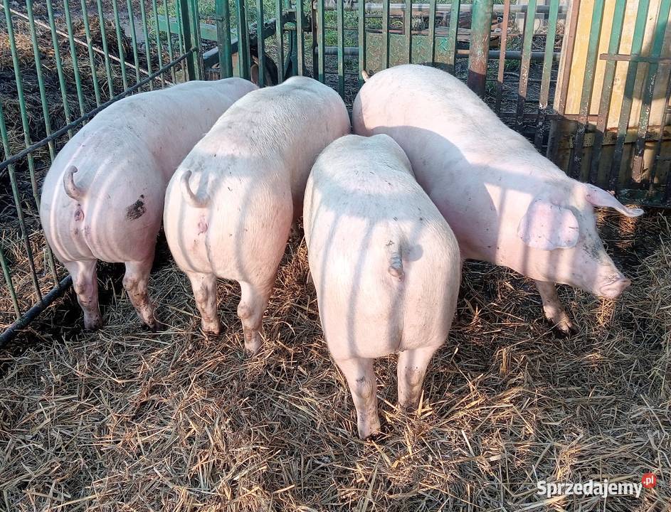 lOSZKI PROŚNE PBZ POLSKA BIAŁA ZWISŁOUCHA Strzałkowo