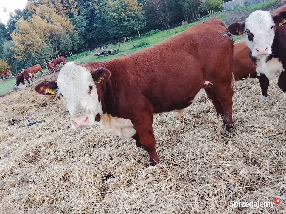Byczki odsadki 100 Hereford