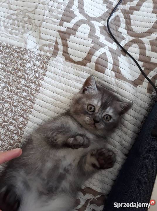 Śliczne Srebrne kocięta brytyjskie Rzeszów