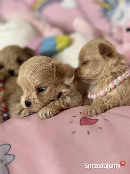 Maltipoo szczenięta Pozostałe