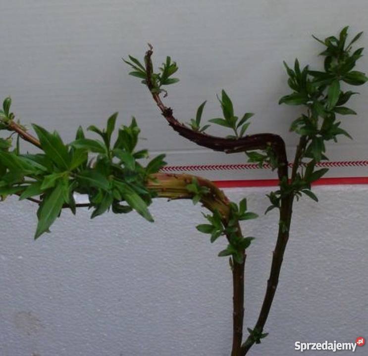 Wierzba sachalińska sekka płaska pokręcona Rośliny Bydgoszcz sprzedam