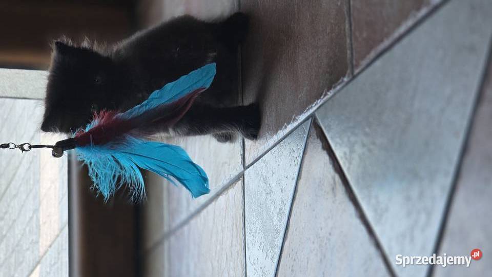 Kocurek syberyjski pięknie wybarwiony Jugowice