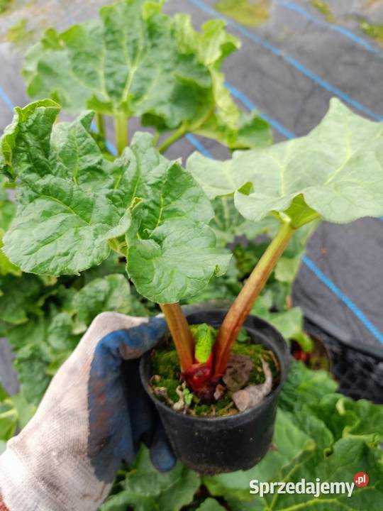Floks szydlasty płomyk phlox flox bylina Czulice
