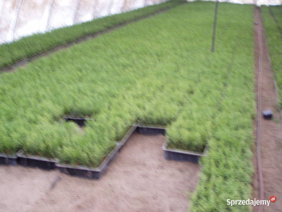 Tuja Smaragd około 15 sadzonka goły korzeń Wawrzeńczyce