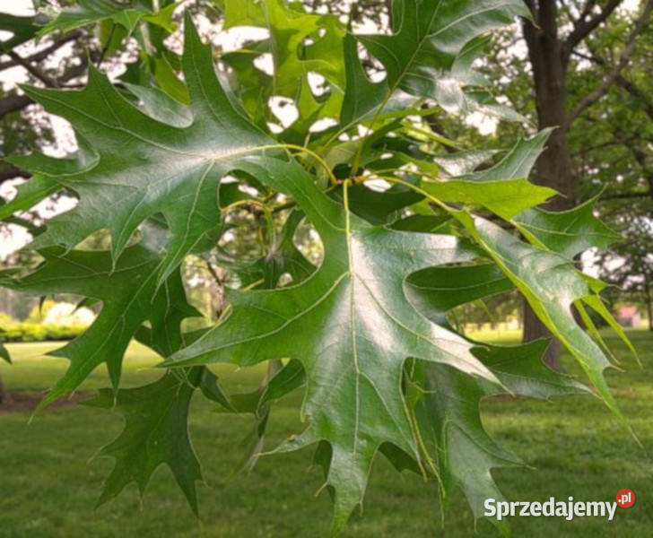 DĄB BŁOTNY Quercus palustris NASIONA 80 sztuk Lubanie sprzedam