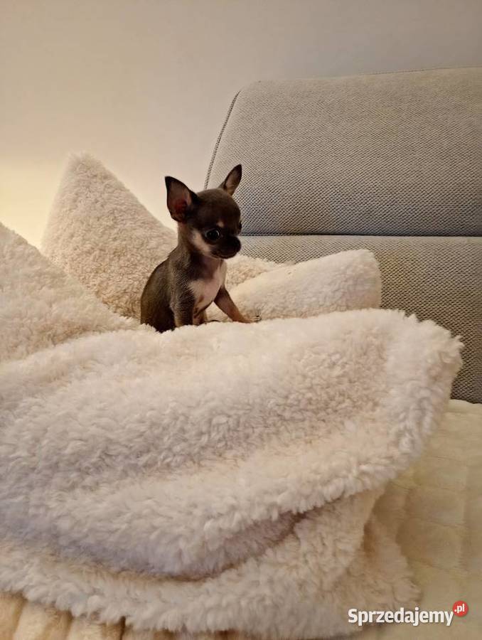 Chihuahua xxs błękitna Konin
