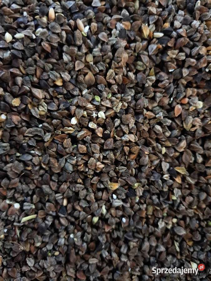 Gryka na popolon nasiona świętokrzyskie Włoszczowa