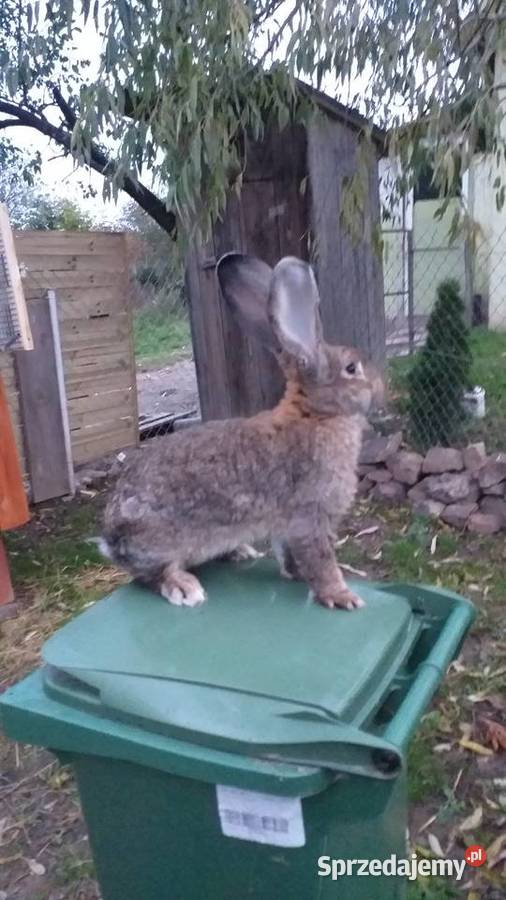 Olbrzymy Belgijskie BOSS Gryzonie Łagów