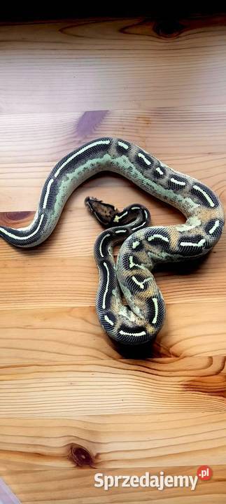 Pytony królewskie python regius mazowieckie Nowa Wola