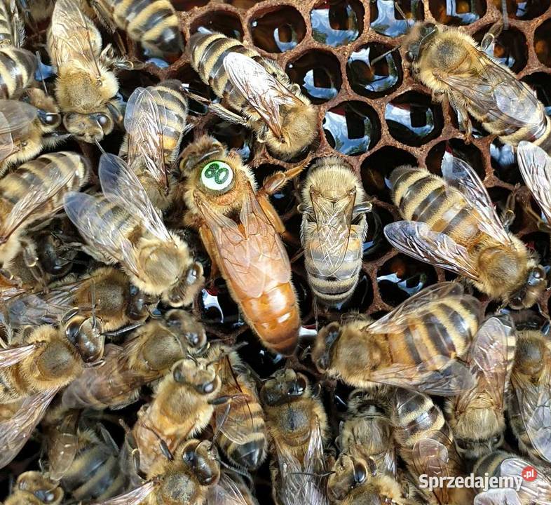 Matki pszczele reprodukcyjne hodowlane Buckfast mazowieckie Platerów