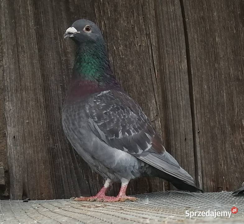 Gołębie pocztowe Kamionna