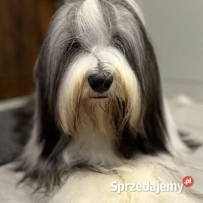 Bearded Collie FCI suczka Kalisz