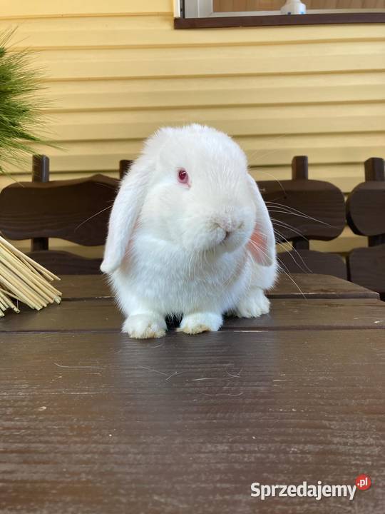 Króliki Mini Lop podkarpackie Jaśliska sprzedam