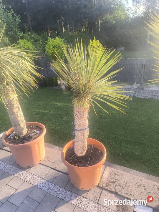 palma yucca rostrata Pszczyna