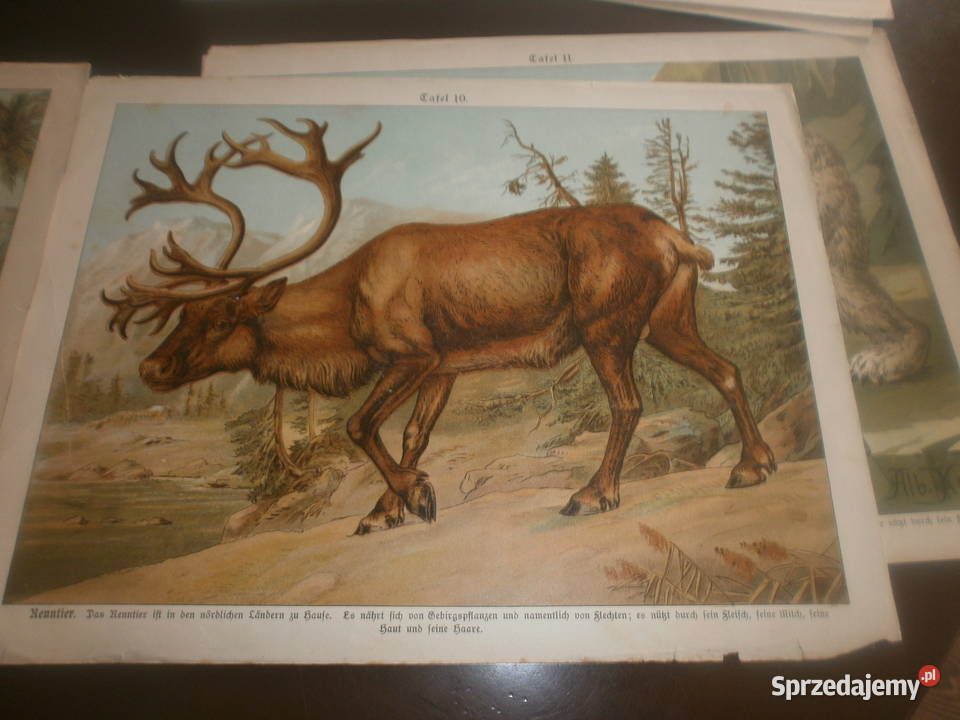 ALBKULL UNIKATOWE PLAKATY SZKOLNE