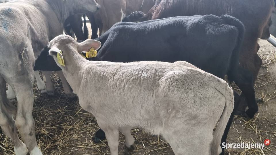 Byczki Jalowki Mięsne I mieszańce mazowieckie Sokołów Podlaski