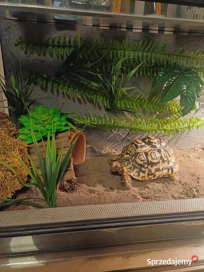 Żółw lamparci sprzedam