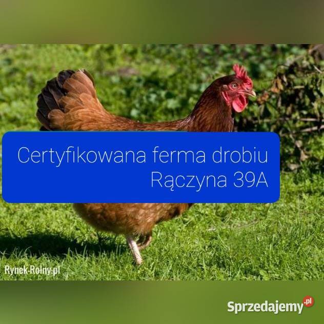 Kury kokoszki młode nioski kaczki Gęsi Brojlery Drób i ptactwo