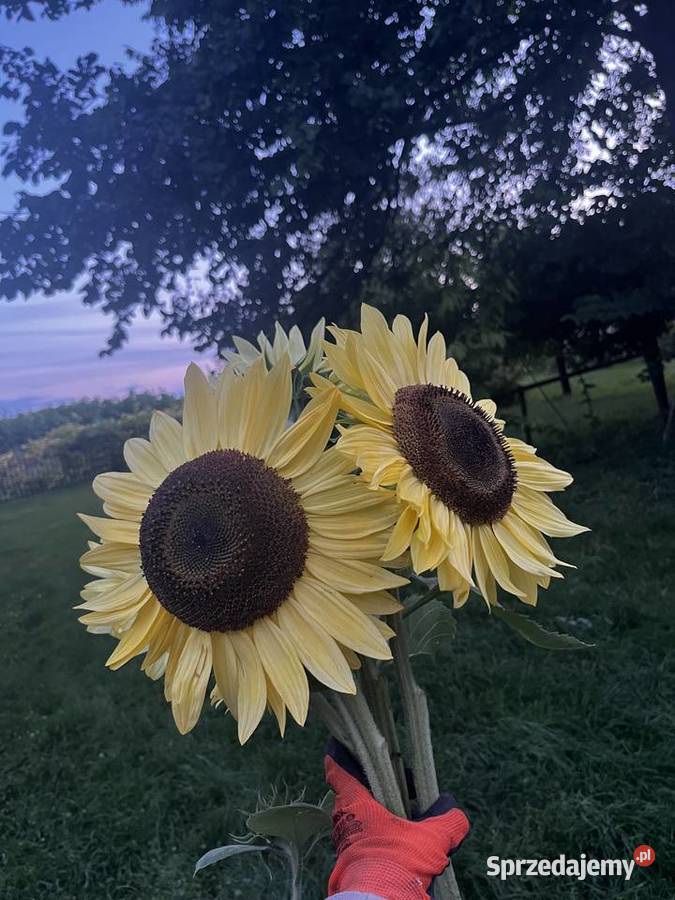Słonecznik ozdobny kwiat 1 Błogocice