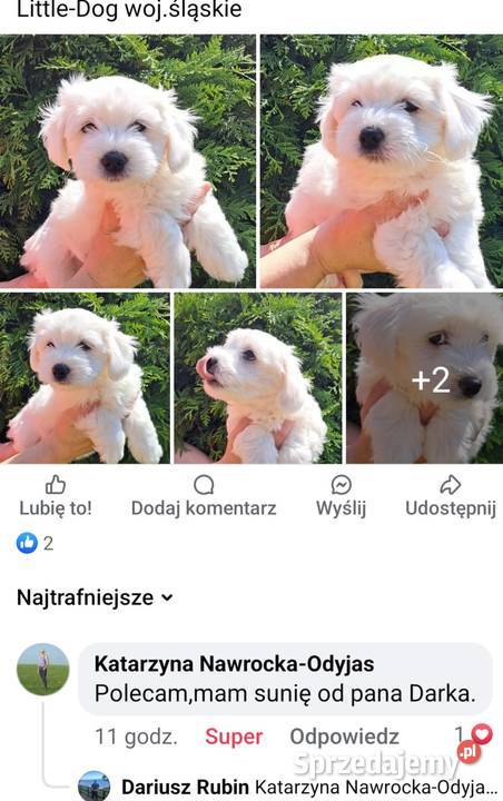 Śliczne pieski Maltańczyk Maltańczyki