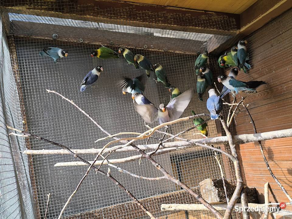 Nierozłączki czarnogłowe Mlode z 2026 Zwierzęta