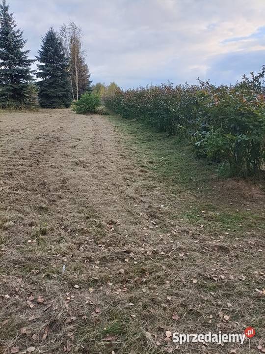 Sprzedam plantację borówki amerykańskiej prąd Sierzchowy sprzedam