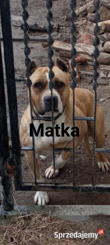 Szczeniak American Staffordshire Terrier