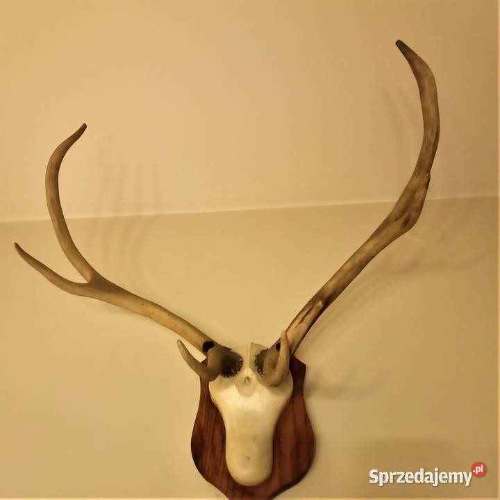 Poroże jelenia rogi Łódź sprzedam
