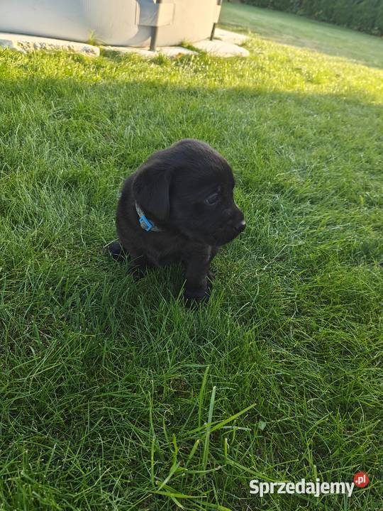 Labrador Retriever szczeniaczki czarne rodowód mazowieckie