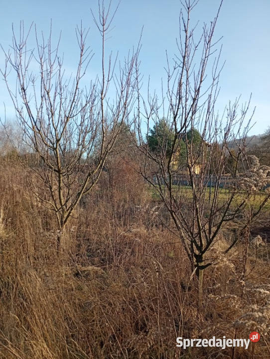 Sprzedam działkę budowlaną sprzedam